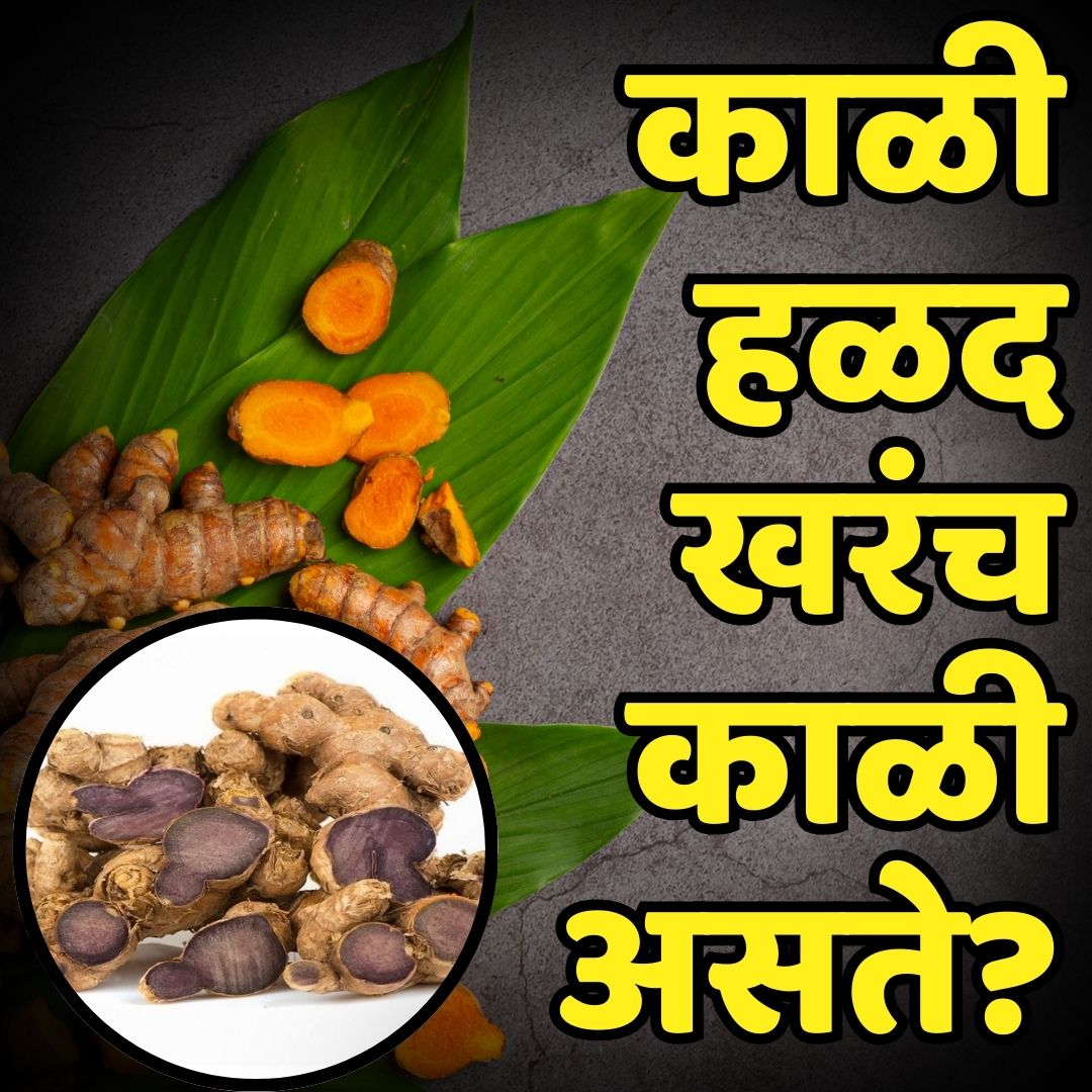 काळी हळद खरंच काळी असते? | Is black turmeric really black?