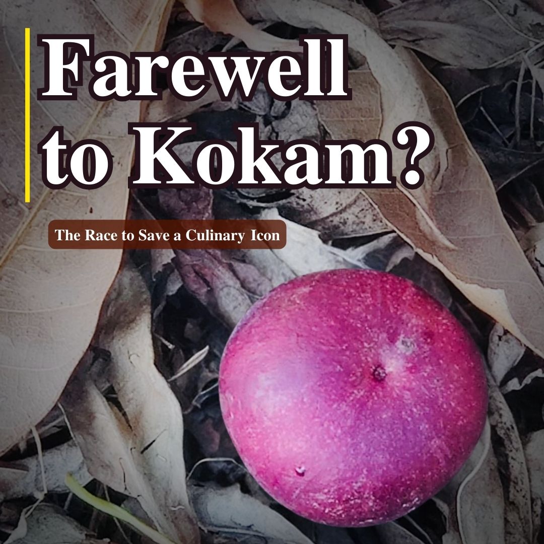 Save Kokum: A tropical treasure is at risk